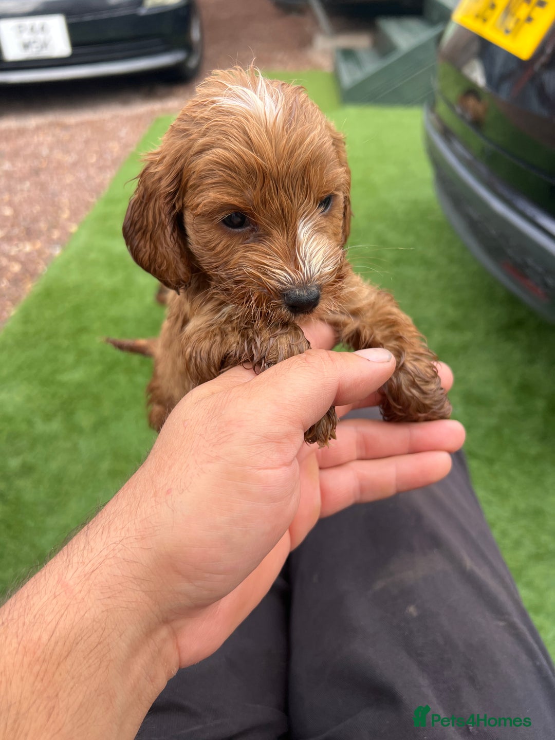 Cockapoo dogs for sale: Coockapoo - Image 8