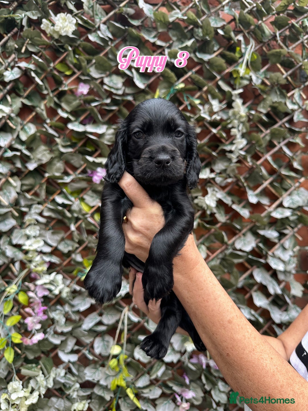 Cocker Spaniel dogs for sale: 1 boy & 1 girl left 🌟 - Image 6