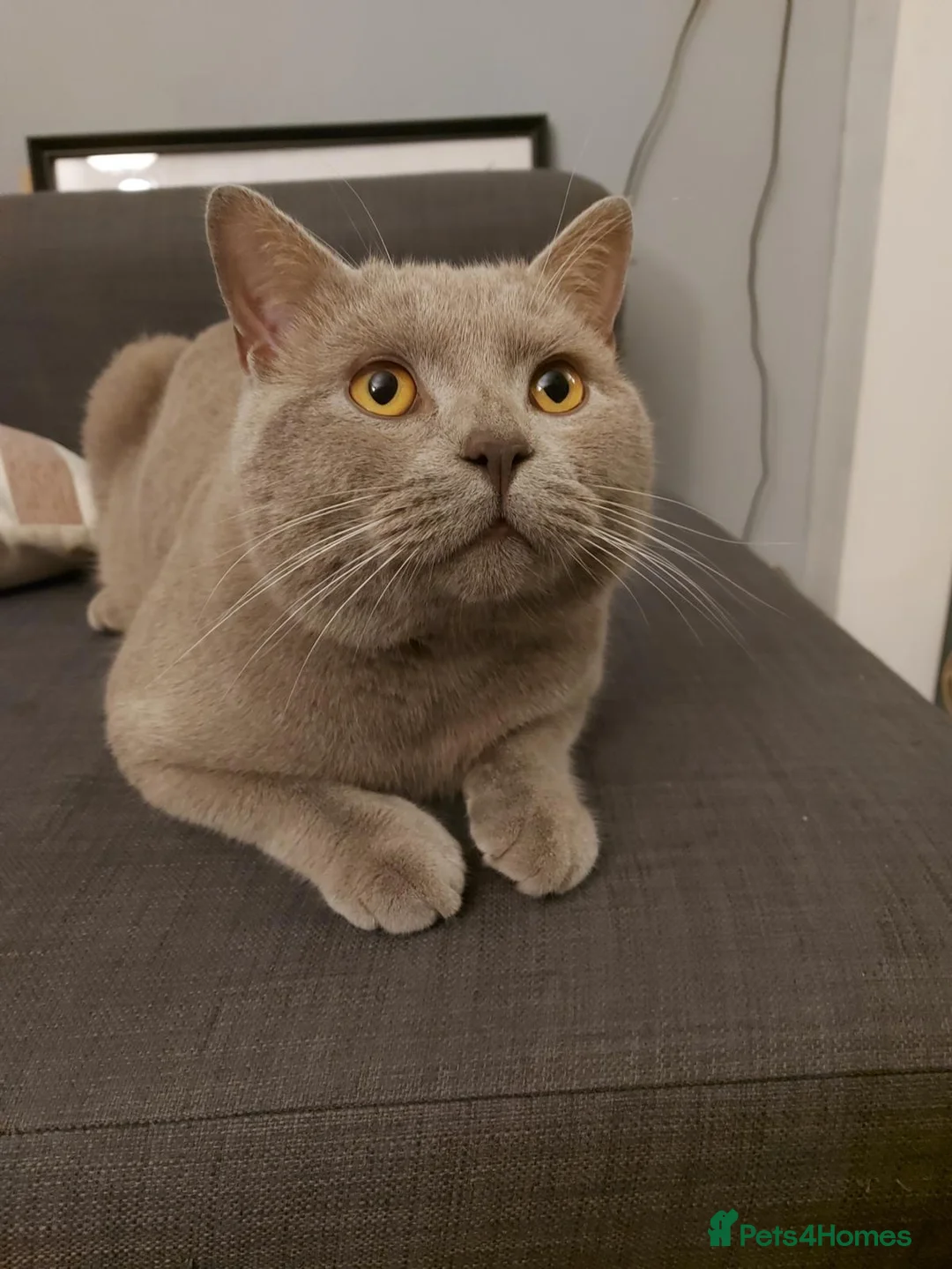 British Shorthair cats for sale: lovely british short hair - Advert 2