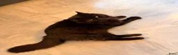 Mixed Breed cats for sale: 🐾 4 Adorable Kittens 🐱 Raised With Love ❤️ - Advert 9
