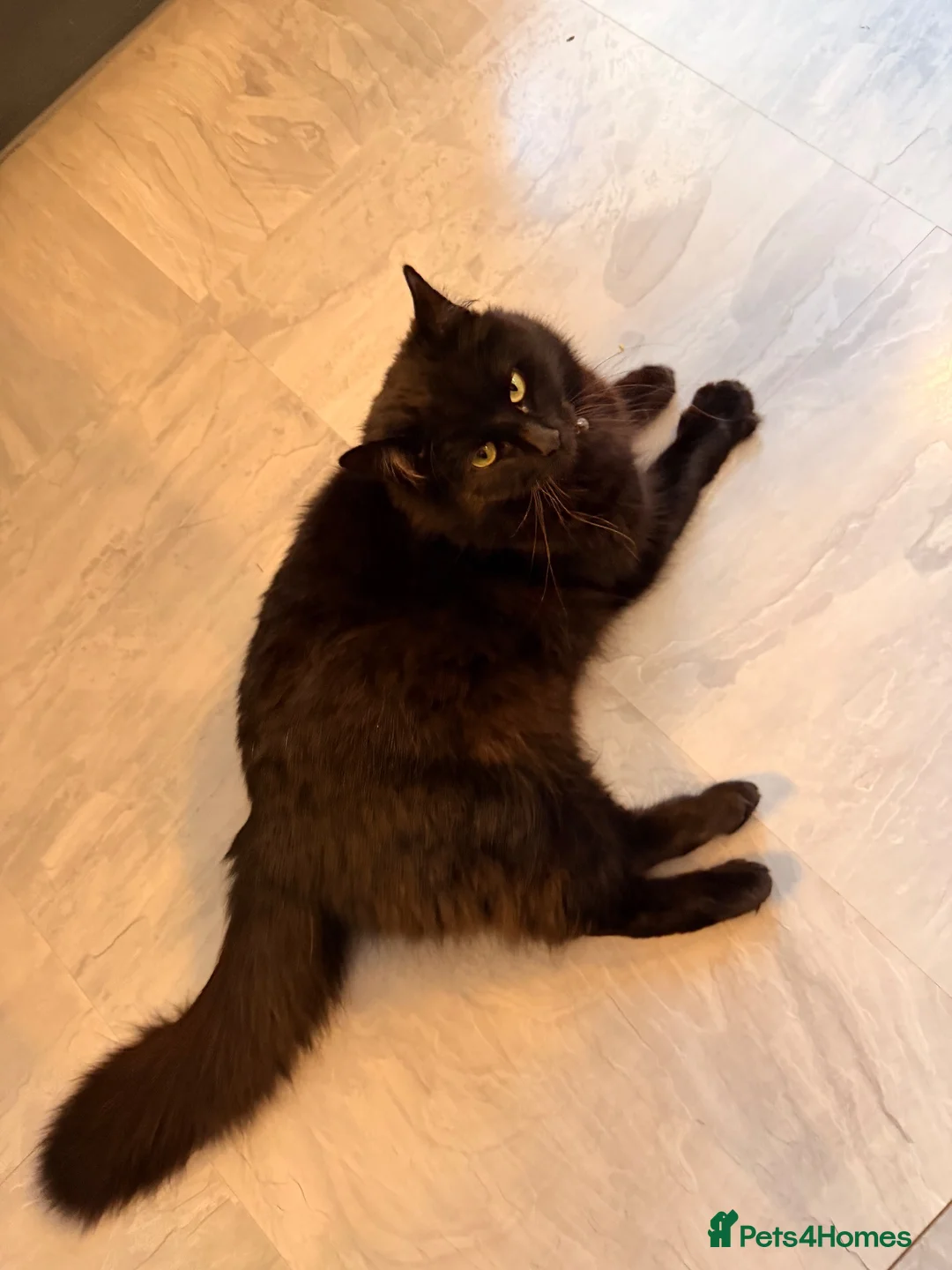 Mixed Breed cats for sale: 🐾 4 Adorable Kittens 🐱 Raised With Love ❤️ - Advert 9