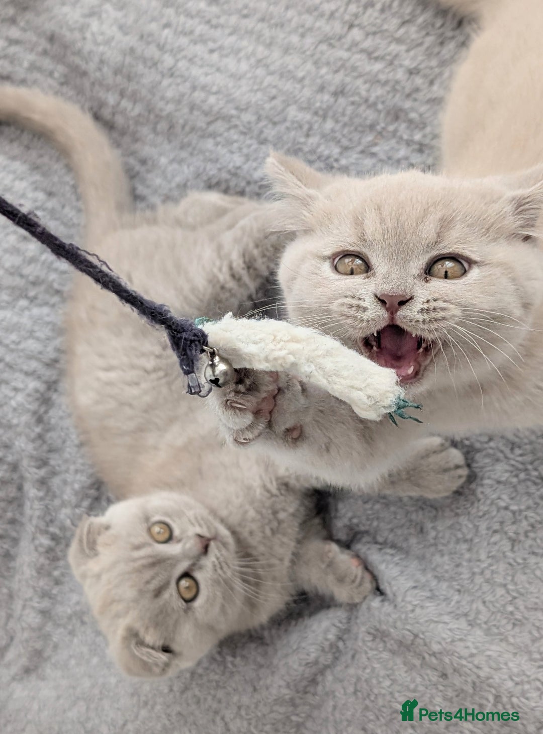 Scottish Fold cats for sale: Scottish fold kittens are looking for family🥰 - Advert 5