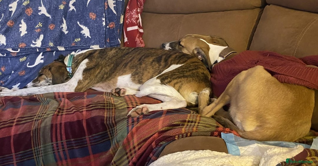 Lurcher dogs for adoption: LENNY, 6-month-old male lurcher in rescue - Advert 6