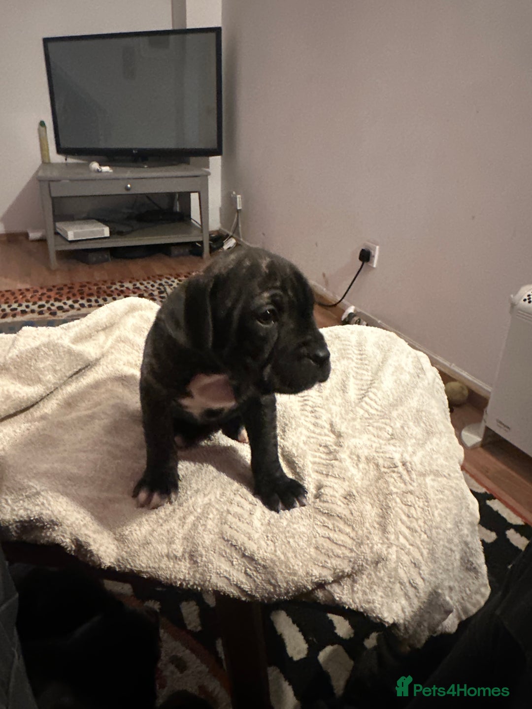 Mixed Breed dogs for sale: Beautiful staffy puppies looking for forever home  - Advert 35