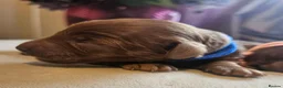 Cavapoo dogs for sale: Licensed breeder,dna clear red tiny cavapoo pups  - Advert 7