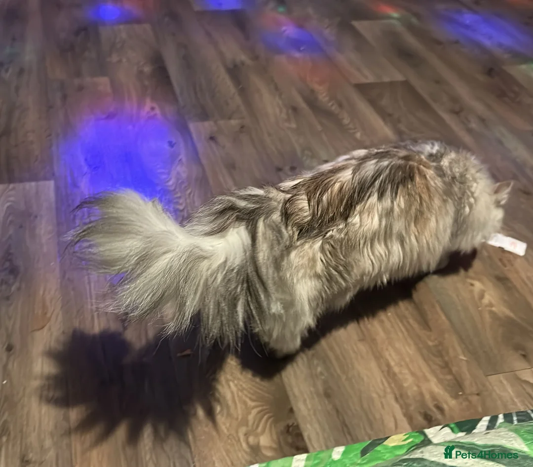 Mixed Breed cats for sale: Ragdoll x persian - Advert 2