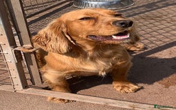 Cocker Spaniel dogs for sale: Superb KC Regd Red Working Cocker Spaniel puppies  - Image 3