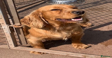 Cocker Spaniel dogs - Advert 10