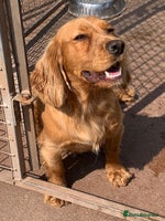 Cocker Spaniel dogs - Advert 10