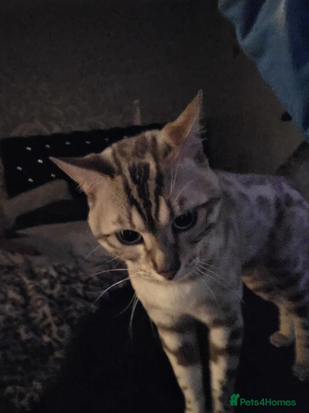 Bengal cats for stud:  Beautiful Snow bengal called snow - Advert 2