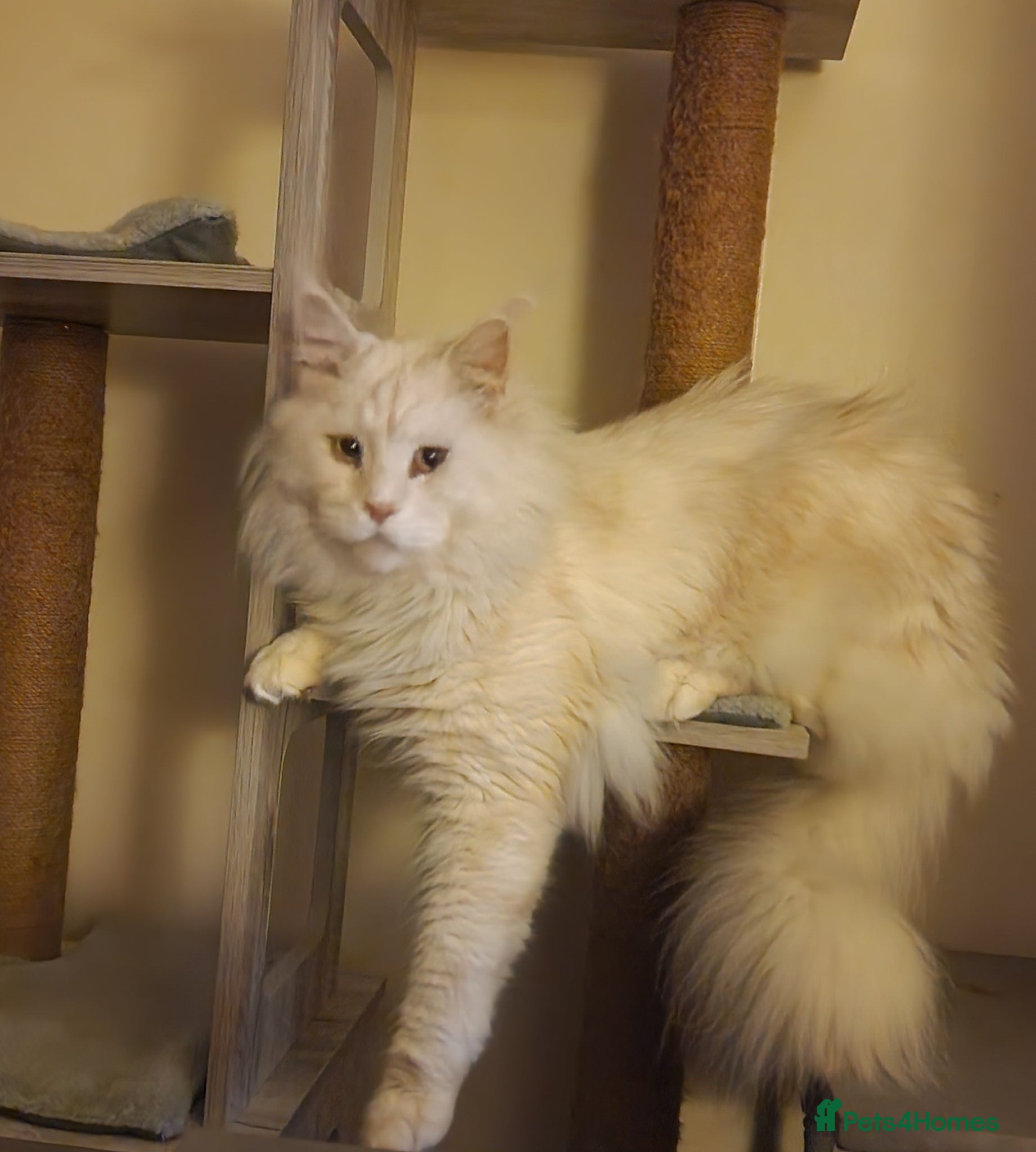 Maine Coon cats Gorgeous big Maine Coon boy - Advert 15