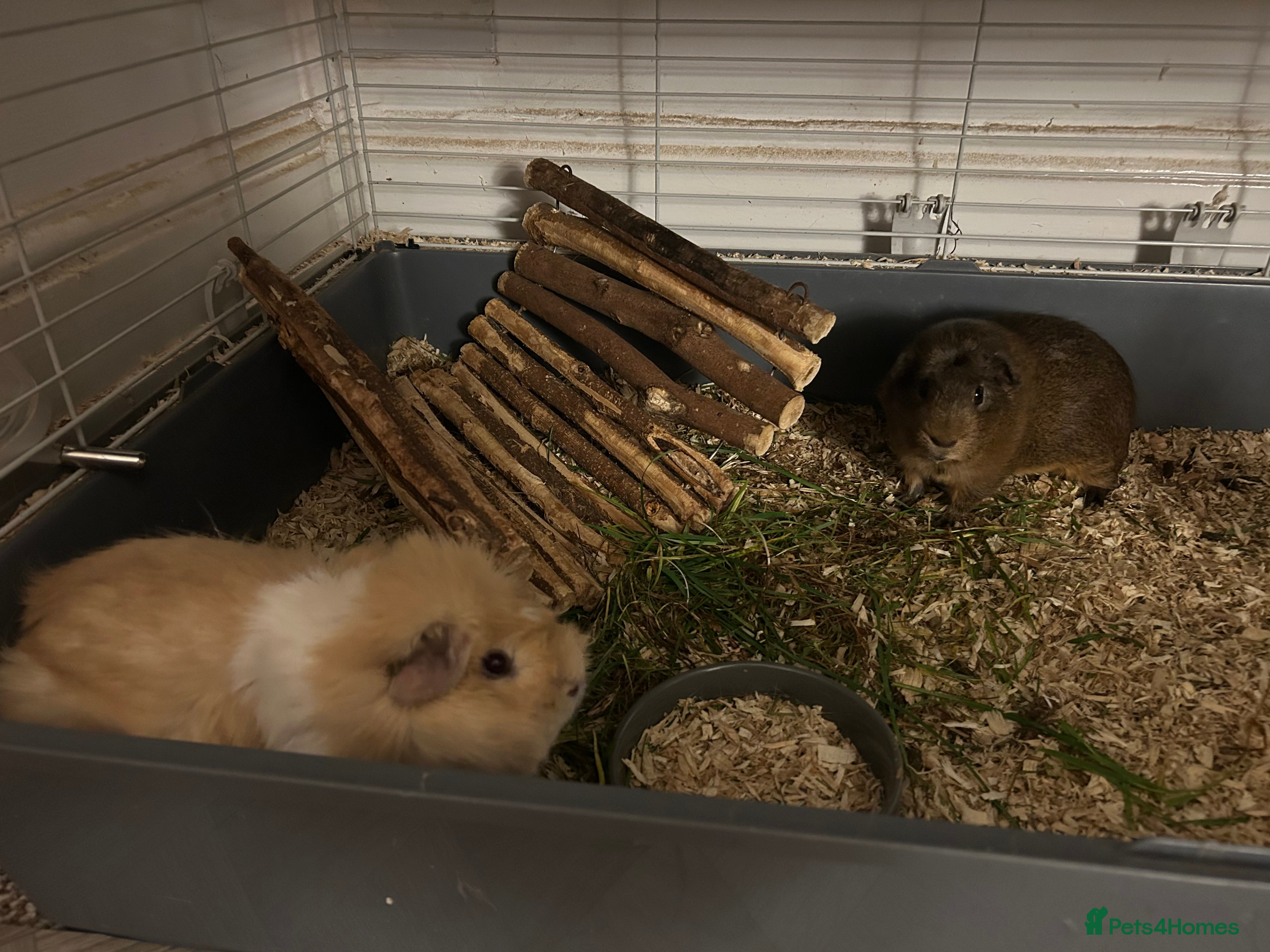 Guinea Pig rodents Two male guinea pigs - Advert 13