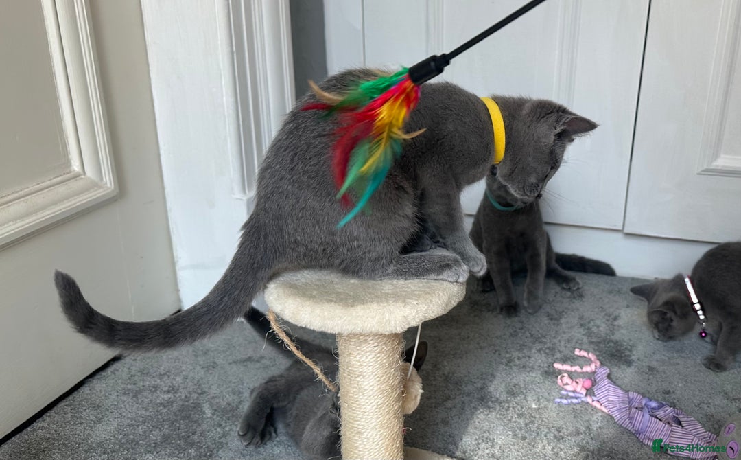 Russian Blue cats for sale: Russian Blue Kitten - Image 7