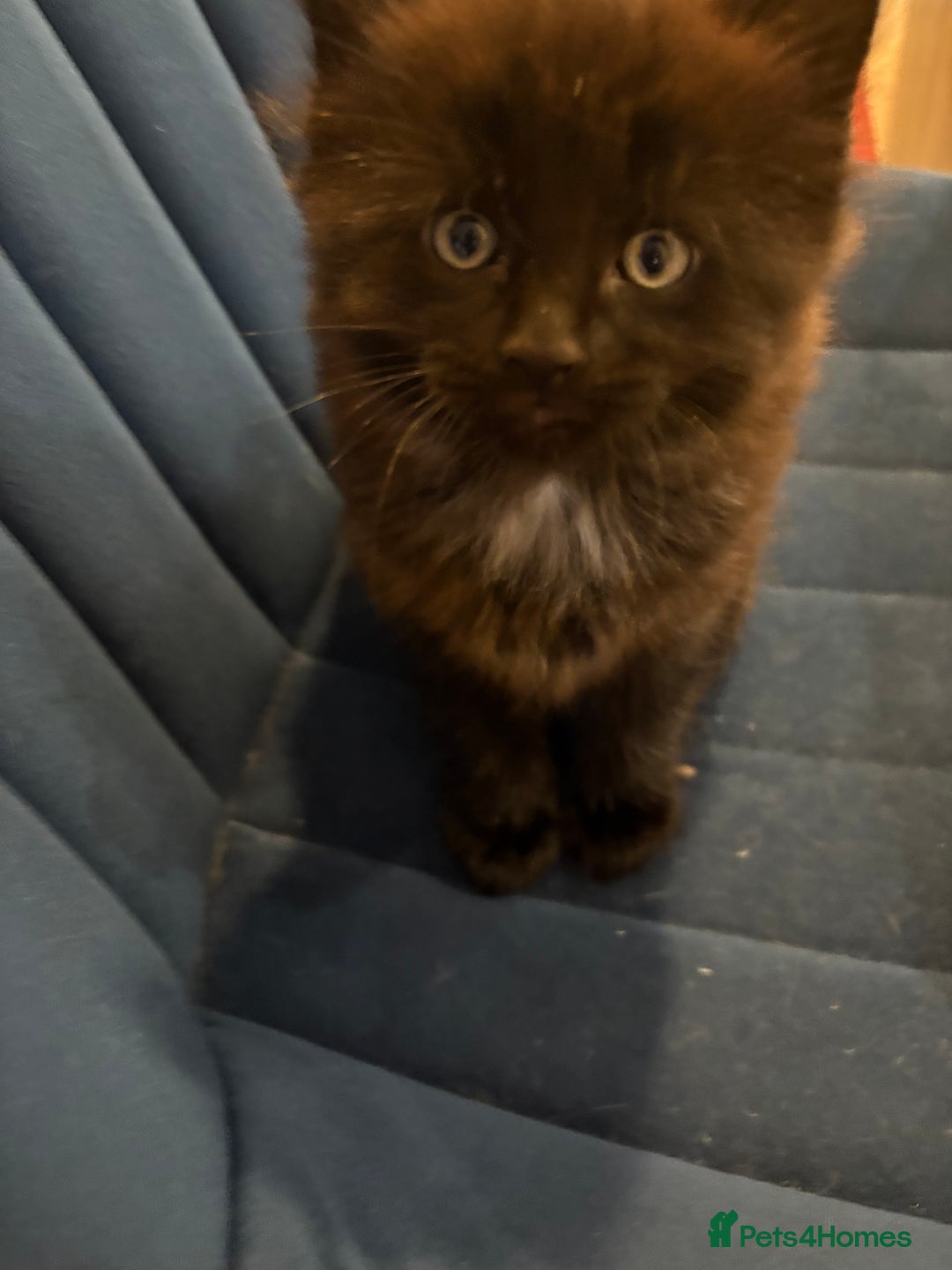 British Shorthair cats for sale: Two black tabby male kittens - Image 4