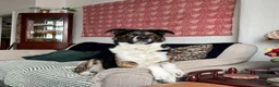 Mixed Breed dogs for sale: Axel - Akita Cross in Stockport - Advert 4