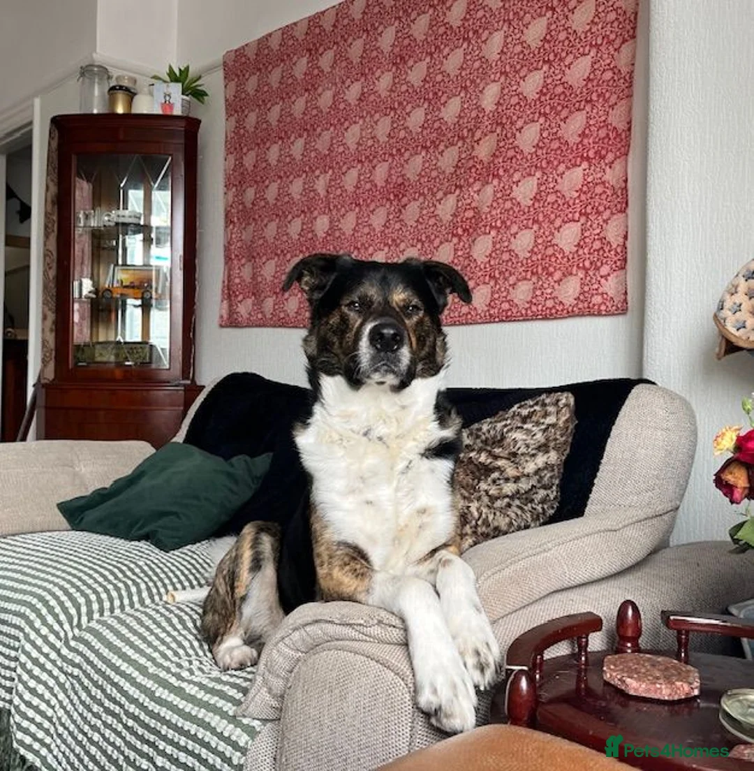 Mixed Breed dogs for sale: Axel - Akita Cross in Stockport - Advert 4
