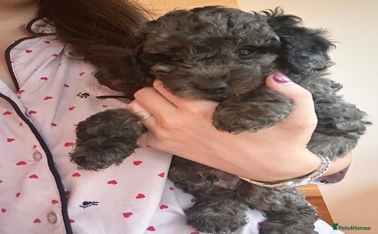 Cavapoo dogs - Advert 4