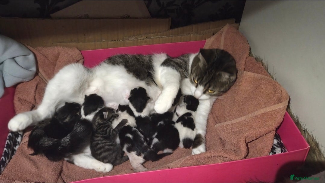 European cats kitten looking for a new home for 2026! - Advert 1