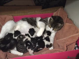 European cats kitten looking for a new home for 2026! - Advert 1