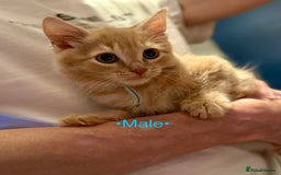 Mixed Breed cats for sale: Beautiful kittens for sale ~ 4 ginger, 1 tortie - Image 14
