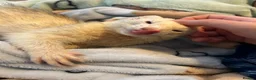 Ferret rodents for sale: Two hobs for rehoming. - Advert 28