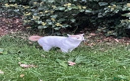 Turkish Van cats for sale: Turkish van cats - Image 4