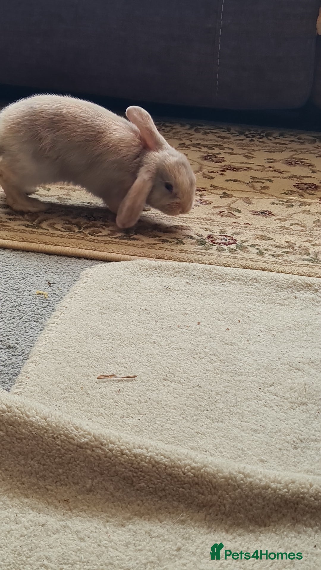 Mixed Breed rabbits for sale: Rex cross mini lop - Image 6