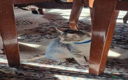 Mixed Breed cats for sale: Gorgeous Kittens - Image 6