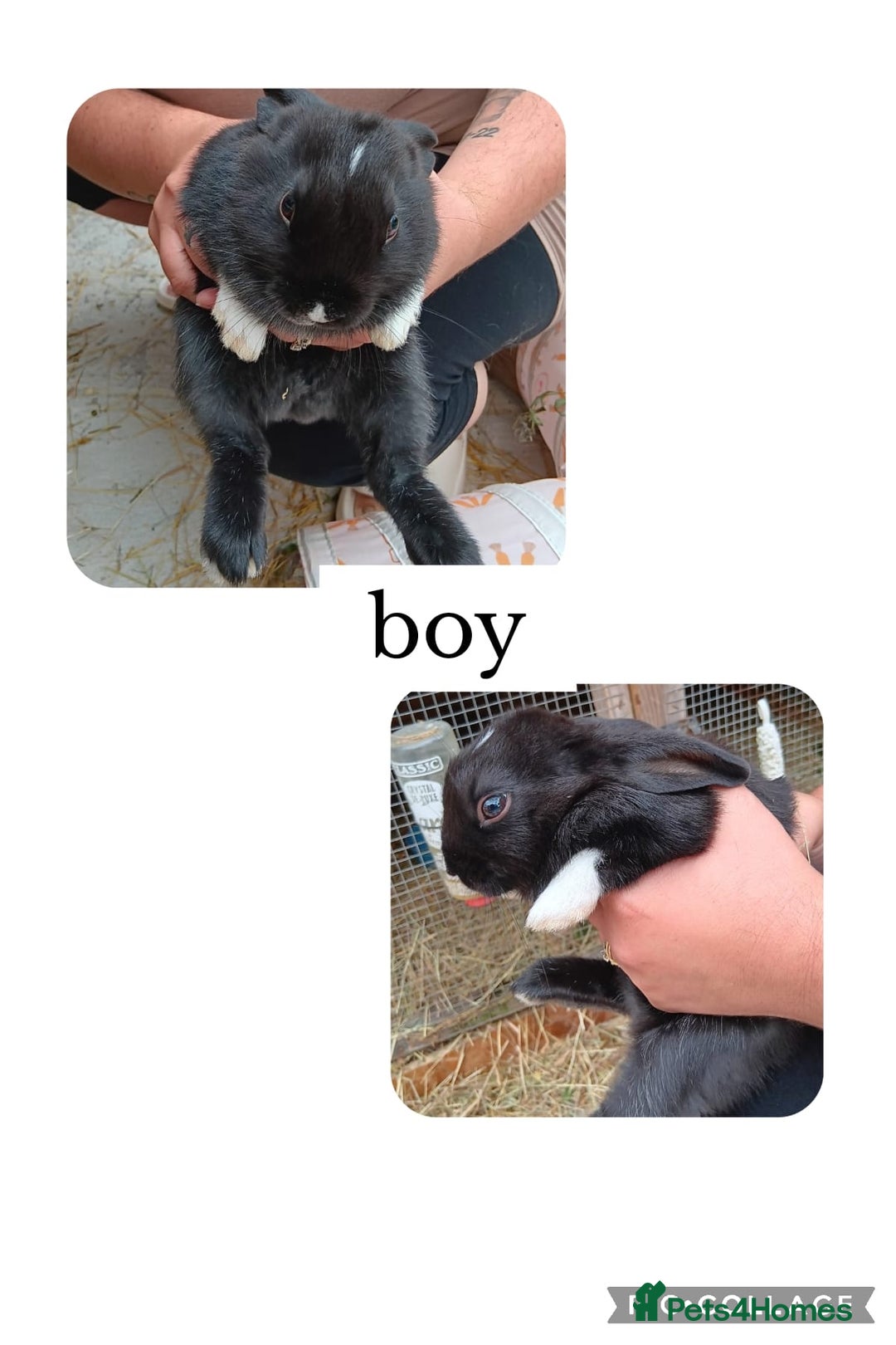Dwarf Lop rabbits for sale: Netherlands dwarf cross lop - Image 2