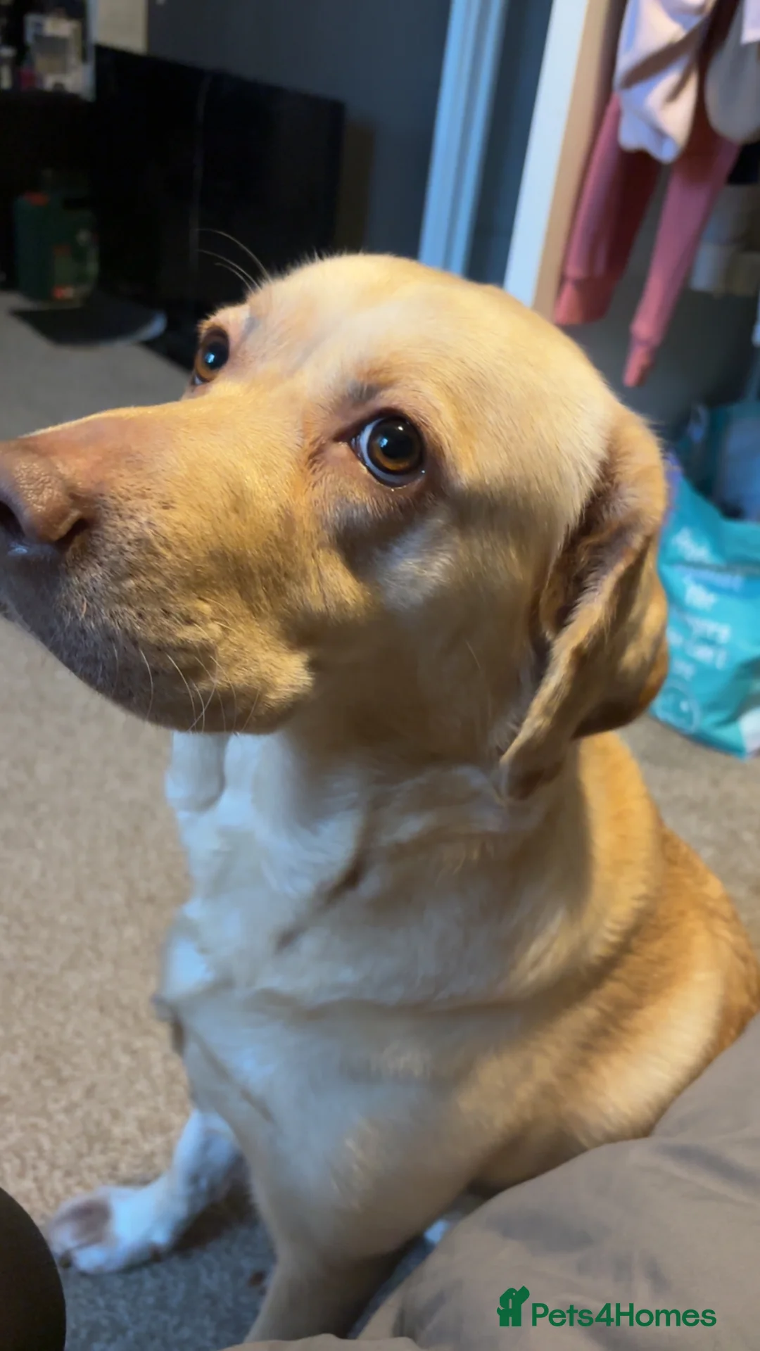 Labrador Retriever dogs for sale: 3 year old Labrador  in Hull - Advert 1