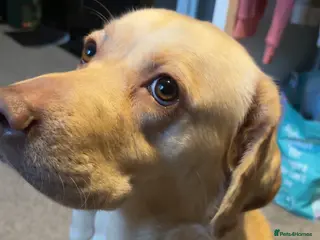 Labrador Retriever dogs 3 year old Labrador - Advert 1