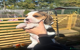 Beagle dogs for sale: Champion Sired KC reg Beagle Puppies - Image 4