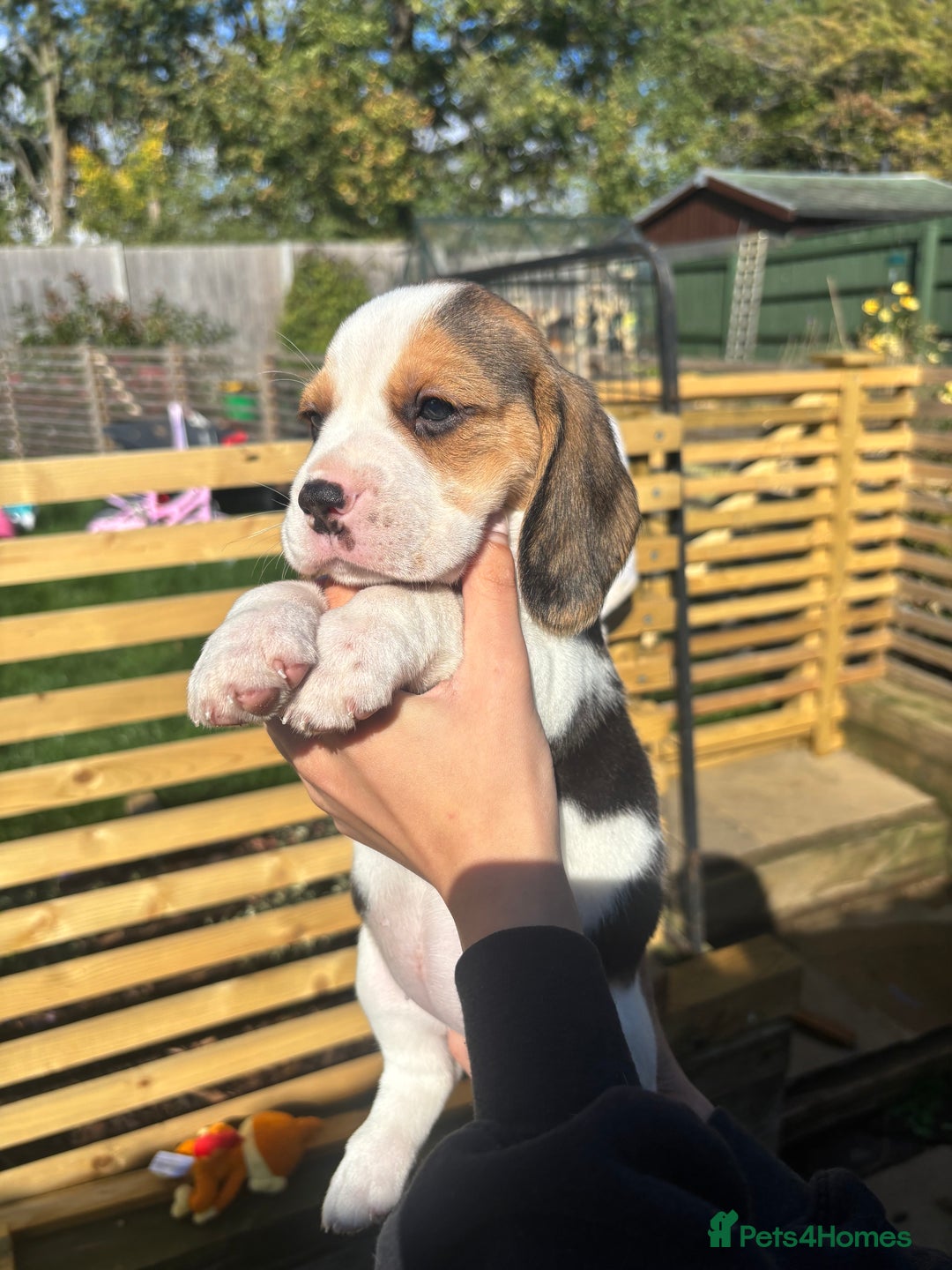 Beagle dogs for sale: Champion Sired KC reg Beagle Puppies - Image 4