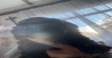 Cavapoo dogs - Advert 14