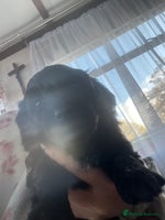 Cavapoo dogs - Advert 14