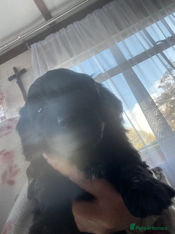 Cavapoo dogs - Advert 2