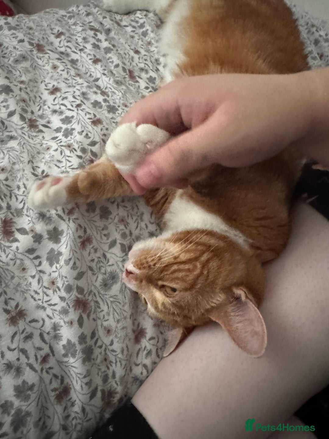 Mixed Breed cats for sale: Marla ginger cat  - Advert 31