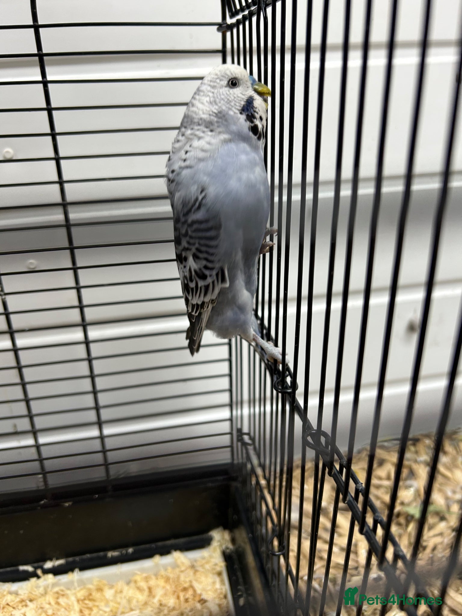 Budgerigars birds Mixed  budgies - Advert 10