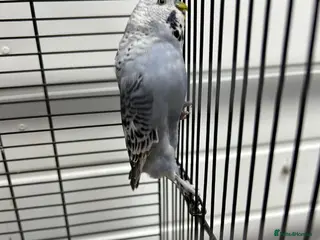 Budgerigars birds Mixed budgies - Advert 10