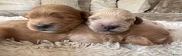 Maltipoo dogs for sale: ✨ HEALTH TESTED PARENTS ✨KC 👑 MALTIPOOS 👑 - Advert 3