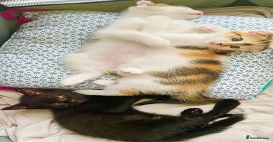 Scottish Fold cats - Advert 1
