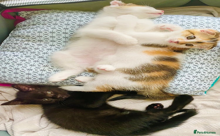Scottish Fold cats - Advert 7