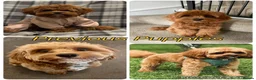 Cavapoo dogs for sale: Outstanding F1 Toy’s - Health Tested - KC parents - Advert 14