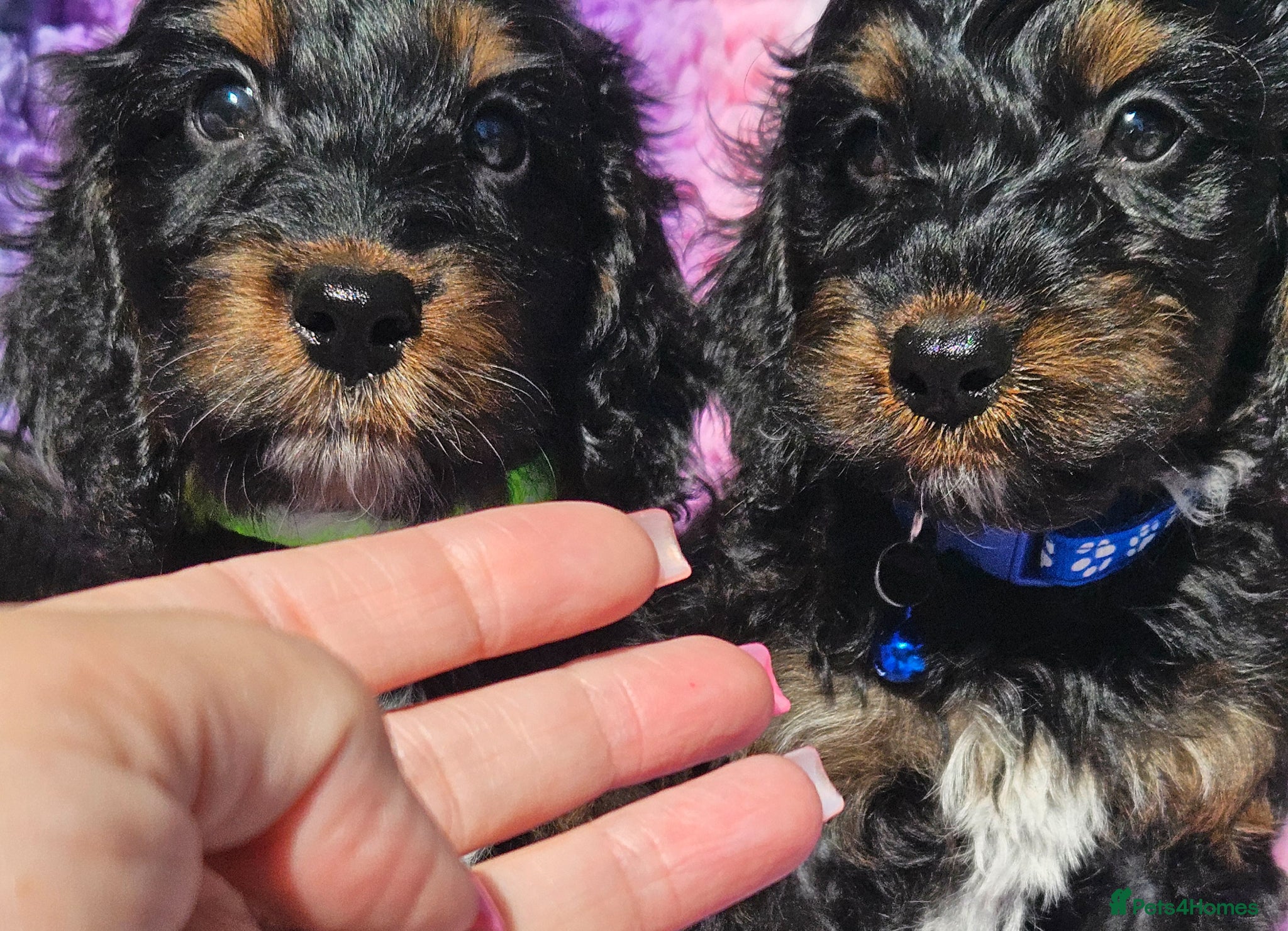 Cockapoo dogs licensed breeder, 2 boys available for loving home - Advert 2
