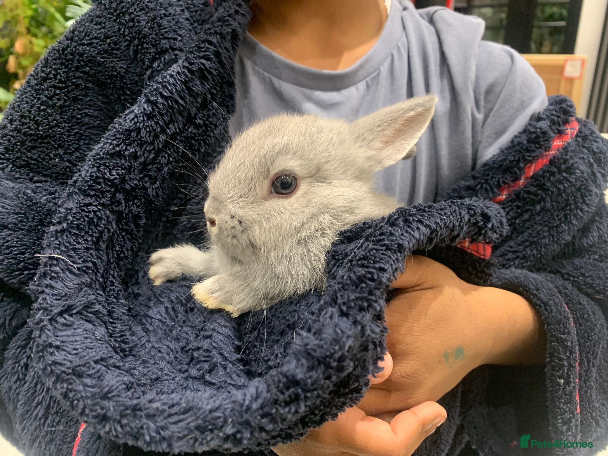 Netherland Dwarf rabbits 4 cute baby netherland dwarf bunnies, ready to go - Advert 4