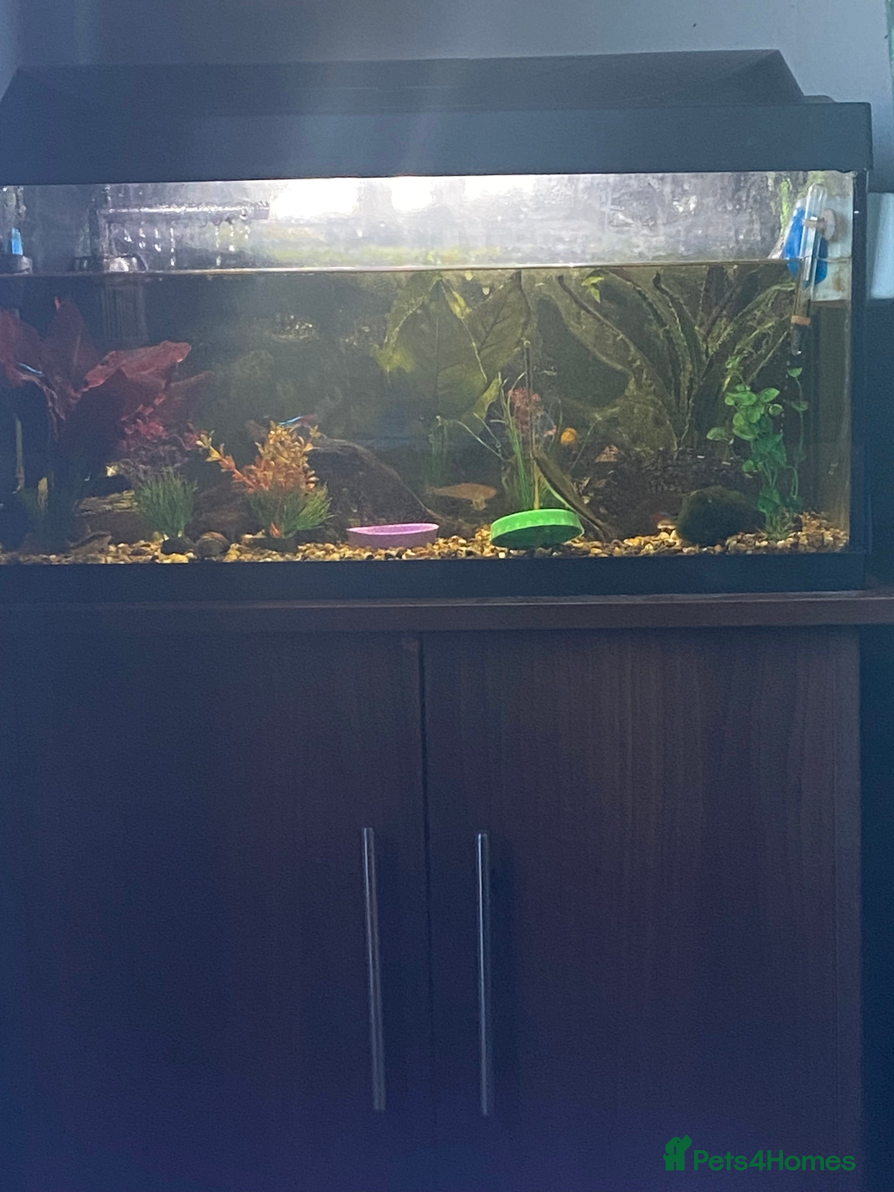 Tetras fish Tank plus all fish  in Whitchurch - Advert 2