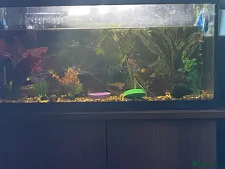 Tetras fish Tank plus all fish in Whitchurch - Advert 2