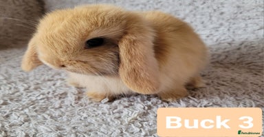Mini Lop rabbits in Shaftesbury - Advert 6