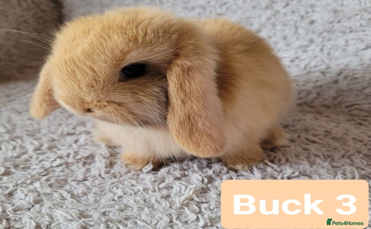 Mini Lop rabbits in Shaftesbury - Advert 2