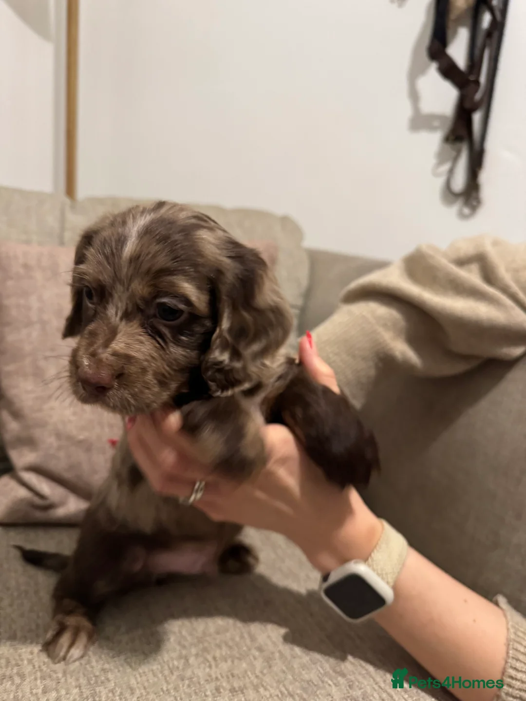 Cocker Spaniel dogs for sale: 4 Cocker Spaniel pups - unusual colours - Advert 16